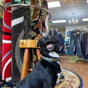 Meet your Posher, Bo